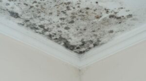 mold in air ducts