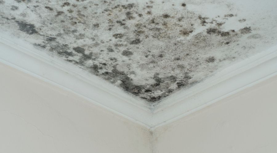 mold in air ducts