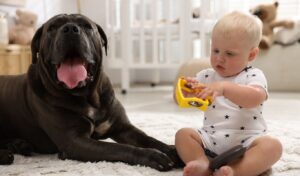 house smell pet odor